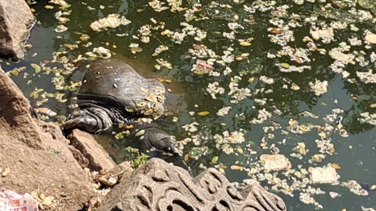 Black Softshell Turtle