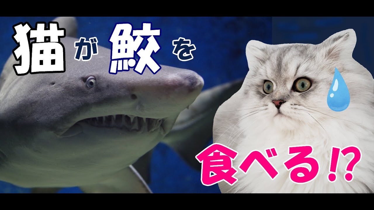 衝撃映像⁉】猫がサメを食べます【生後7か月の子猫VS鮫】 - YouTube