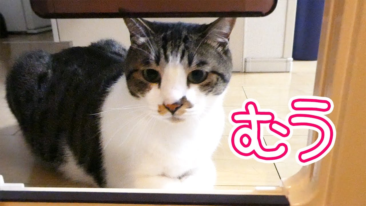 ドアの向こうのママが気になるけど、ペットドアがくぐれないもっちり猫／Cat who can't get through the pet