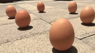 Egg Standing (Balancing) Challenge On Dragon Boat Festival - Kids Friendly Activity/Game端午節立蛋樂