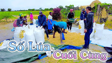 Linh Philip || Số Lúa Cuối Cùng Của Vụ Mùa Đã Được Thu Hoạch, Số Lượng Vẫn Nhiều Vượt Dự Kiến???