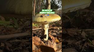 Worlds Deadliest Mushroom Learn To Recognize The Death Cap Amanita Phalloides
