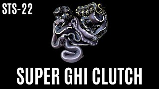 STS VLOG #22 | SUPER GHI BALL PYTHON CLUTCH | BALL PYTHON MORPHS | THE SNAKE TRAP SESSIONS