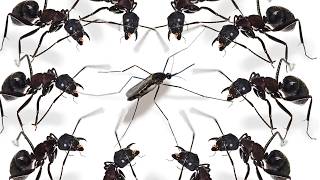 1 mosquito vs 30 ants, what happens to the mosquito that enters the ant house?