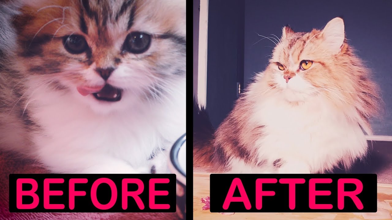 ねこあつめ Tiny fluffball grows up!