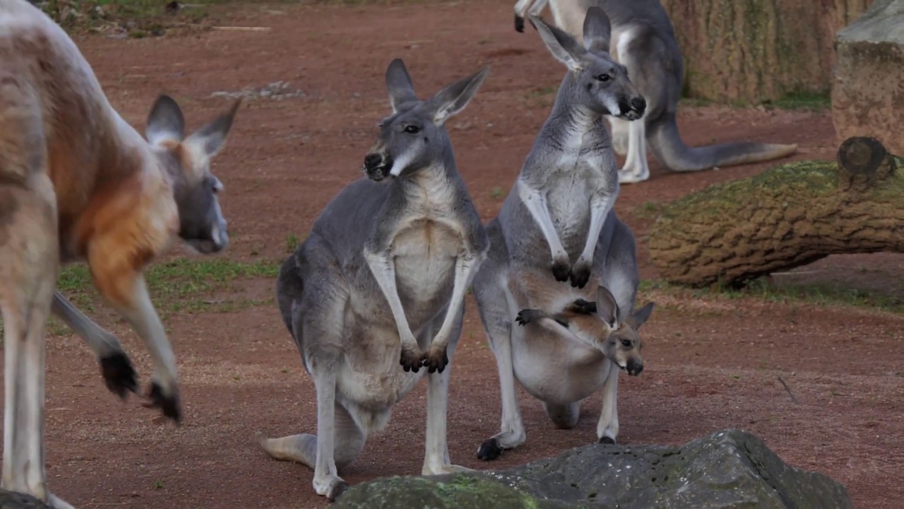 Alle Folgen von Neues vom Känguru reloaded | 5 Stunden | Marc-Uwe Kling | Känguru-Chroniken-Storys