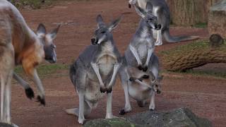 Das kleine Känguru ist der Star der Gruppe  - und ansonsten raus aus dem Beutel und wieder hinein