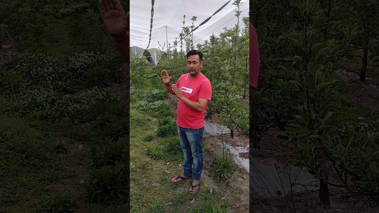 Rootstock selection(1)