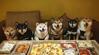 おもしろ犬画像 面白い 笑える 癒される犬画像集 動物がかわいいyoutube動画はここだ おもしろ犬画像 面白い 笑える 癒される犬画像集 動物がかわいいyoutube動画はここだ