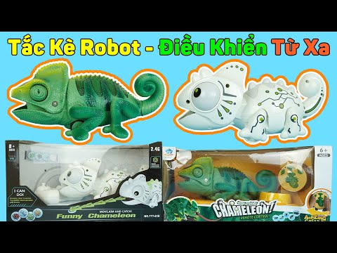 Tắc Kè Hoa