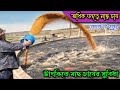 অধিক ঘনত্বে মাছ চাষ। টাংকিতে মাছ চাষ লাভজনক নাকি পুকুরে #fishing #fish #farming