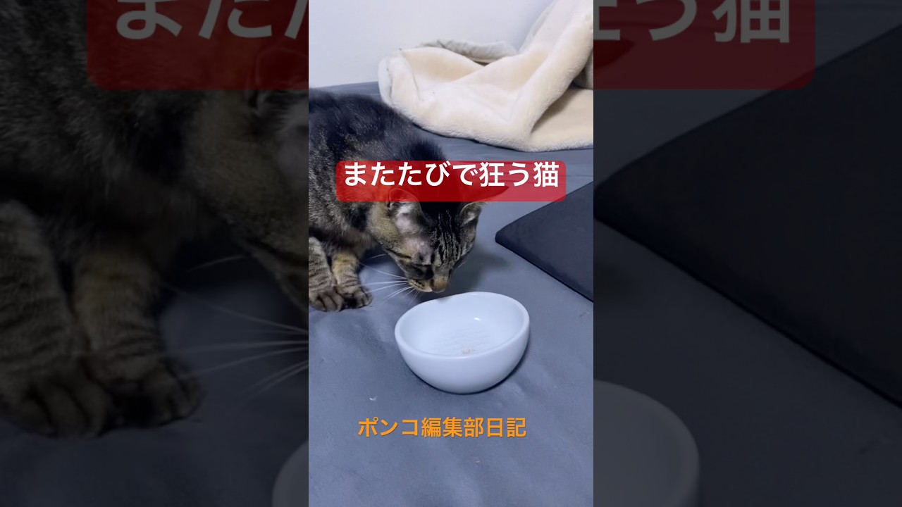 またたび酔い #cat #shorts #今日の夏目くん #またたび #酔っ払い
