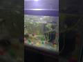 Like aquarium subscribe fish aquariumpets guppy petfish aquaticpets aqurium