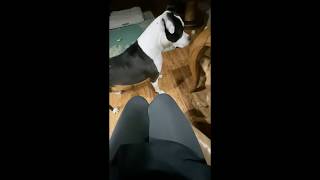 Crazy Chick Vips Tango