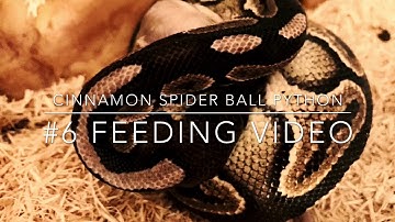 #6 Feeding My Cinnamon Spider Ball Python