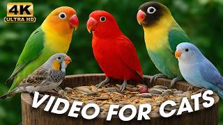 Cat TV for Cats 😺 – Soft Outdoor Wildlife 🌿 – Relaxing Scenes for Indoor Cats 🐦 screenshot 4