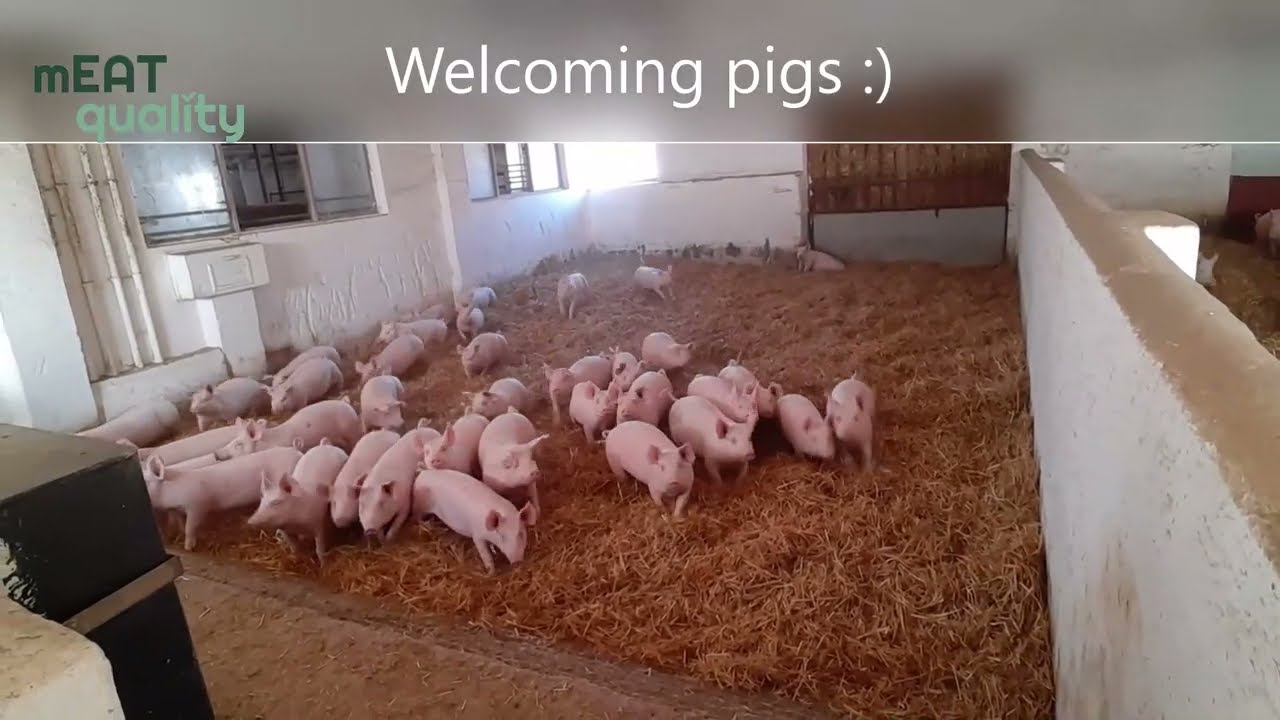 mEATquality - Pig Welfare Assessment training 1