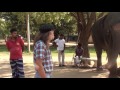 Feeding an Elephant in Sri Lanka