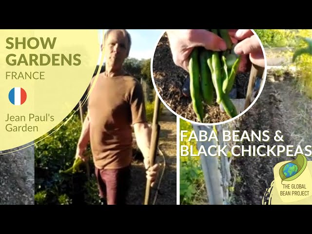 Harvesting faba beans and next steps (April) - Jean-Paul's garden 🇫🇷 #2 | Global Bean Show gardens