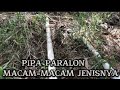 MACAM-MACAM JENIS PIPA PARALON