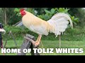 Beautiful whites toliz farm visit  tony lizares