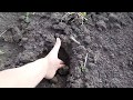 Download Как взошла кукуруза и какая земля после фрезеровке мотоблоком и культивации трактором Как взошла кукуруза и какая земля после фрезеровке мотоблоком и культивации трактором