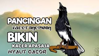 Suara kacer gacor, pancingan kacer, masteran kacer durasi panjang