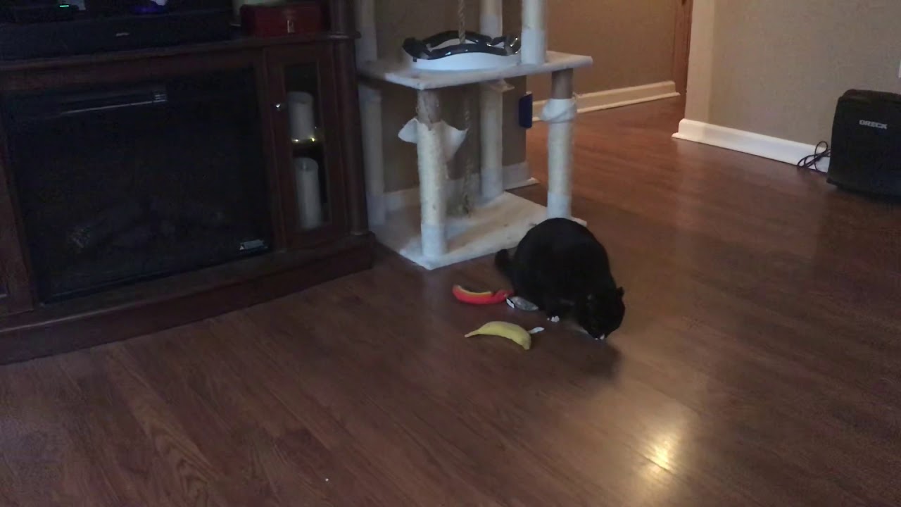 Feral cat plays with toys Sockie plays with Yeowww! Catnip toys YouTube