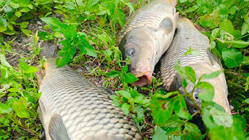 Cá chép sông quấn ổ giật to tay - Câu cá sông