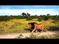 Mighty Gijima Male Lion on Patrol | Sabi Sands | 18 April 2026