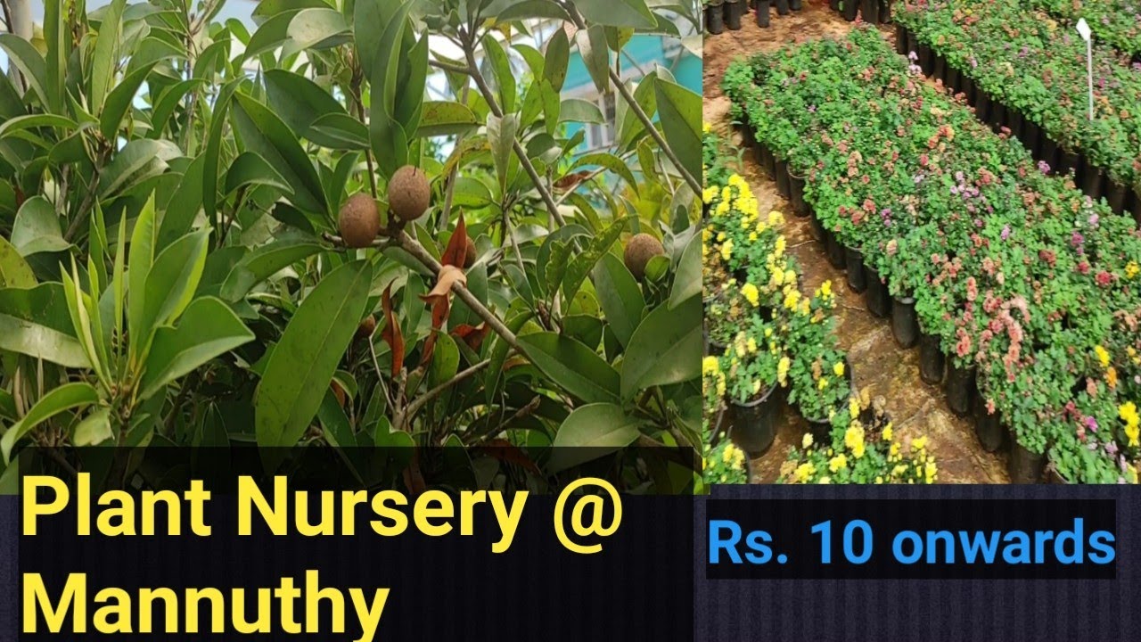 Plant nursery at Kerala Mannuthy nursery Plant nursery at Thrissur