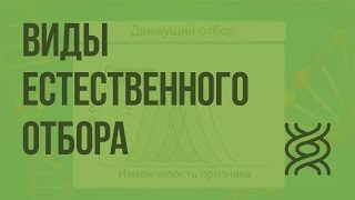 Виды естественного отбора. Видеоурок по биологии 11 класс