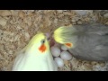 Our cockatiels pchan  pebble feeding their baby  3 days old