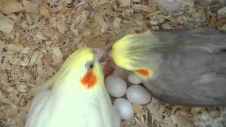 Our Cockatiels Pchan & Pebble Feeding Their Baby  3 days old