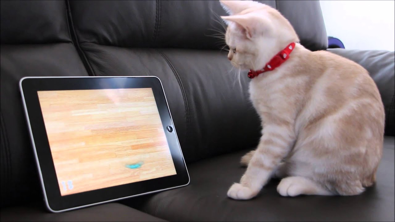 可愛い画像 子猫と老猫の日常　Everyday of the old cat and kitten