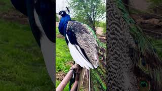 Beautiful Blue Peacock .