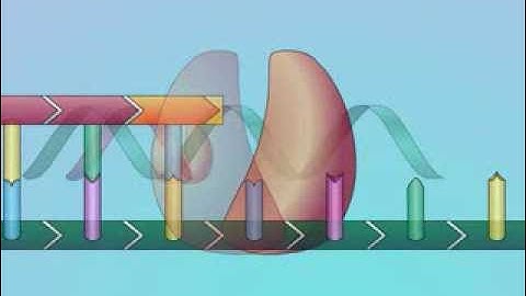 Mechanisms of Action of Nucleoside Reverse Transcriptase Inhibitors (NRTIs)