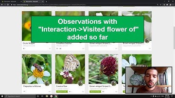 How to add observation fields on iNaturalist to document flower visitors