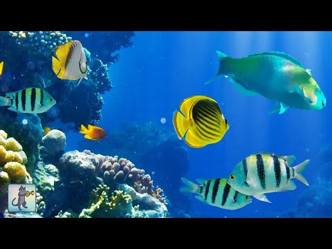 2 Hours Of Beautiful Coral Reef Fish, Relaxing Ocean Fish, x Stunning Aquarium Relax Music
