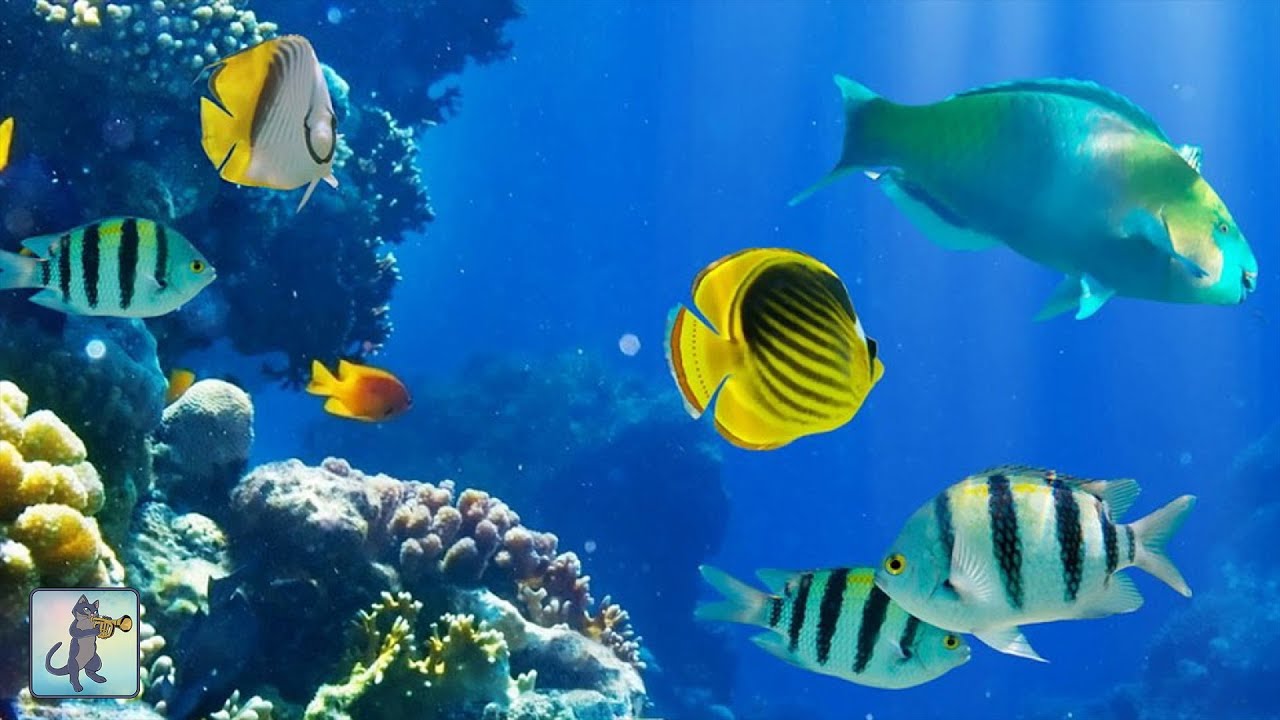 2 Hours of Beautiful Coral Reef Fish, Relaxing Ocean Fish, & Stunning  Aquarium Relax Music 