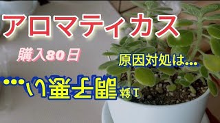 アロマティカス 調子悪い 葉が黄色 アロマティカス購入3ヶ月葉が黄色 Youtube