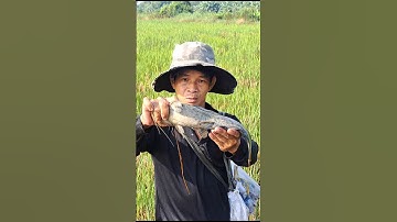 Bắt Cá Trê Trắng Khủng Ruộng Gốc Rạ #shorts