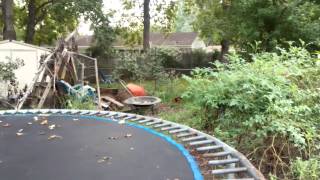 Tiny Rooster Crows Net Worth