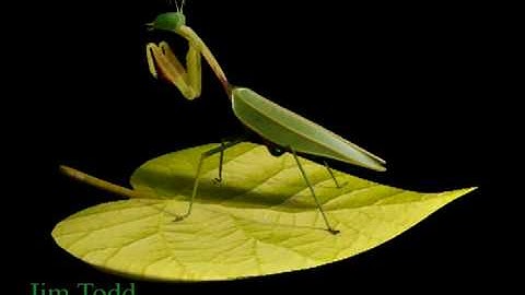 3D Mantis