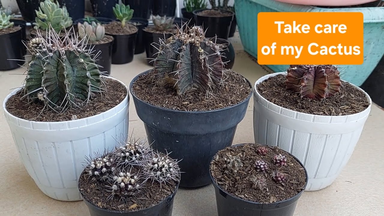 Take care and propagate my Cactus. #Cactus #gymnocactus #minangbotanicalgarden