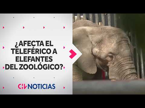 Does the cable car affect the zoo elephants?