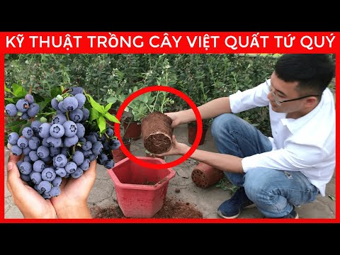 Video: Mẹo để Ăn Quả nam việt quất: Cách sử dụng quả nam việt quất từ vườn