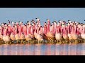 Le spectacle fou des flamants roses - ZAPPING SAUVAGE