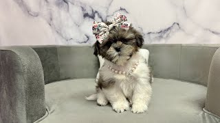 Shih Tzu (F) at Furry Babies Portage