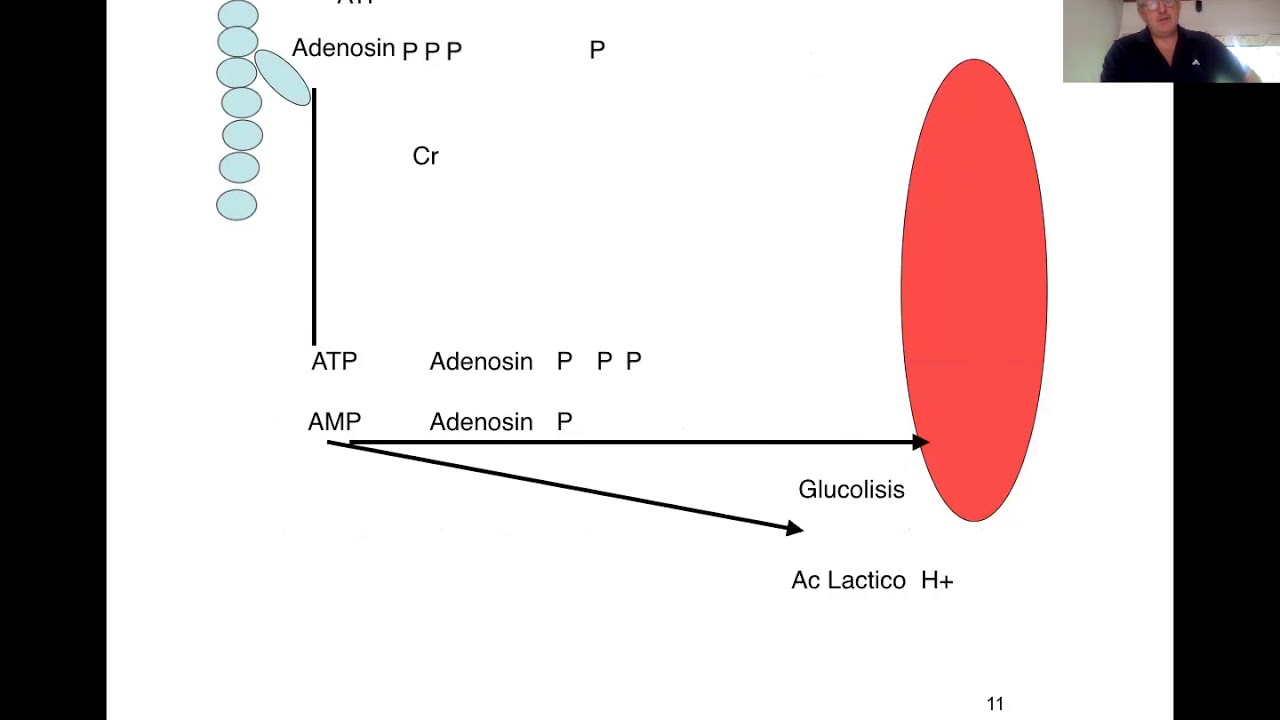 Video 7 Curso: El intermitente Paradoja metabólica de la fosfocreatina